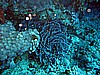 IMG_1871.JPG