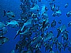 IMG_1893.JPG