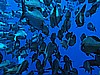 IMG_1895.JPG