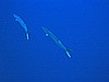 IMG_1901.JPG