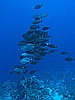 IMG_1910.JPG