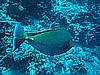 IMG_1913.JPG