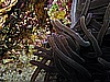 IMG_1946.JPG