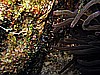 IMG_1950.JPG