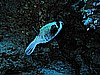 IMG_1954.JPG