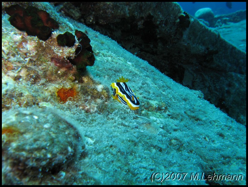 IMG_2135.JPG