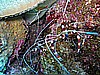 IMG_2157.JPG