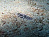 IMG_2176.JPG