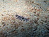 IMG_2177.JPG