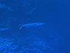 IMG_2214.JPG
