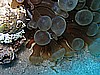 IMG_2242.JPG