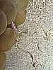 IMG_2245.JPG