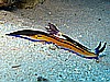 IMG_2248.JPG