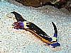 IMG_2249.JPG