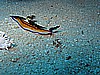 IMG_2251.JPG