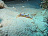 IMG_2277.JPG