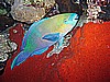 IMG_2371.JPG