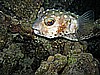 IMG_2382.JPG