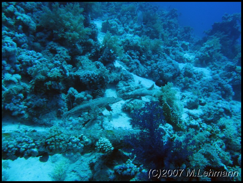 IMG_2427.JPG
