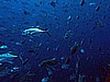 IMG_2410.JPG