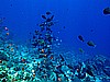 IMG_2445.JPG