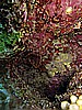 IMG_2489.JPG