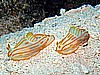 IMG_2504.JPG
