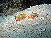 IMG_2505.JPG