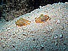 IMG_2506.JPG