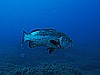 IMG_2894.JPG