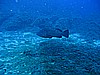 IMG_2931.JPG