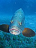 IMG_2946.JPG