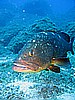 IMG_2952.JPG