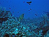 IMG_3068.JPG