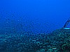 IMG_3217.JPG