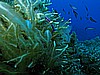 IMG_3244.JPG