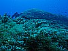 IMG_3251.JPG