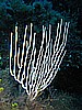 IMG_3449.JPG