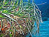 IMG_3460.JPG