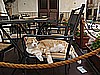 IMG_3536.JPG