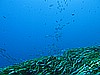 IMG_3590.JPG