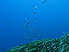IMG_3591.JPG