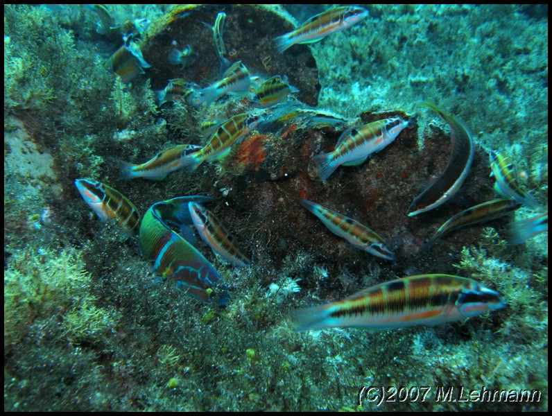 IMG_3931.JPG