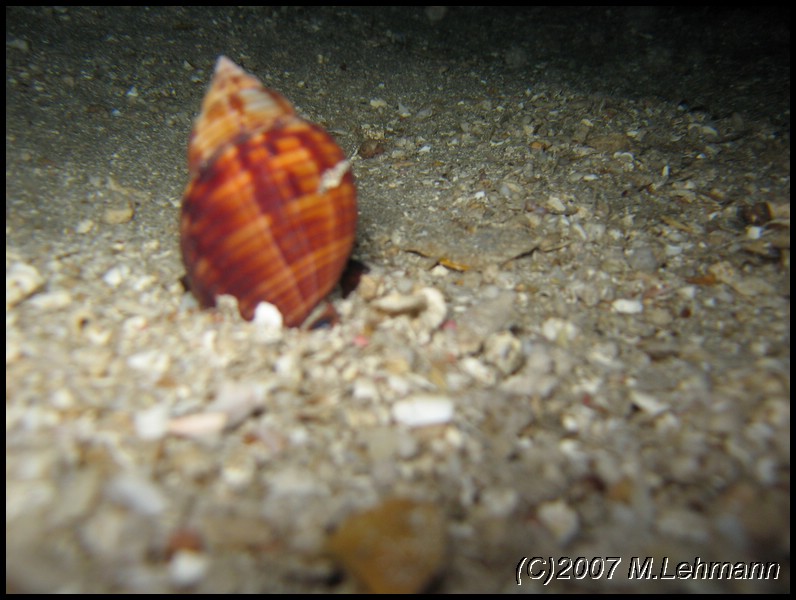 IMG_3971.JPG