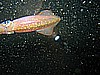 IMG_3974.JPG