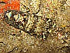 IMG_3976.JPG