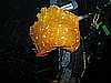 IMG_4009.JPG