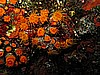 IMG_4070.JPG