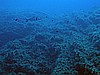 IMG_4097.JPG