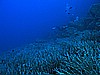 IMG_4168.JPG